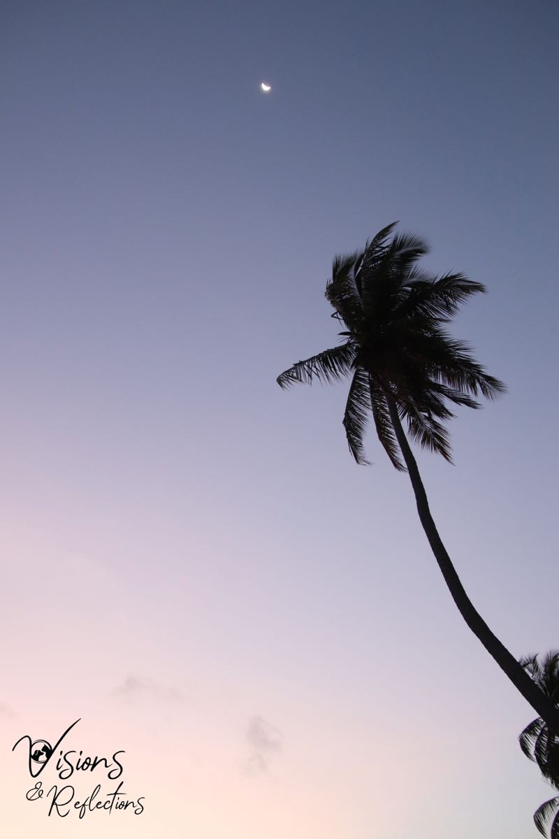 Moon and Palm Tree at Dusk