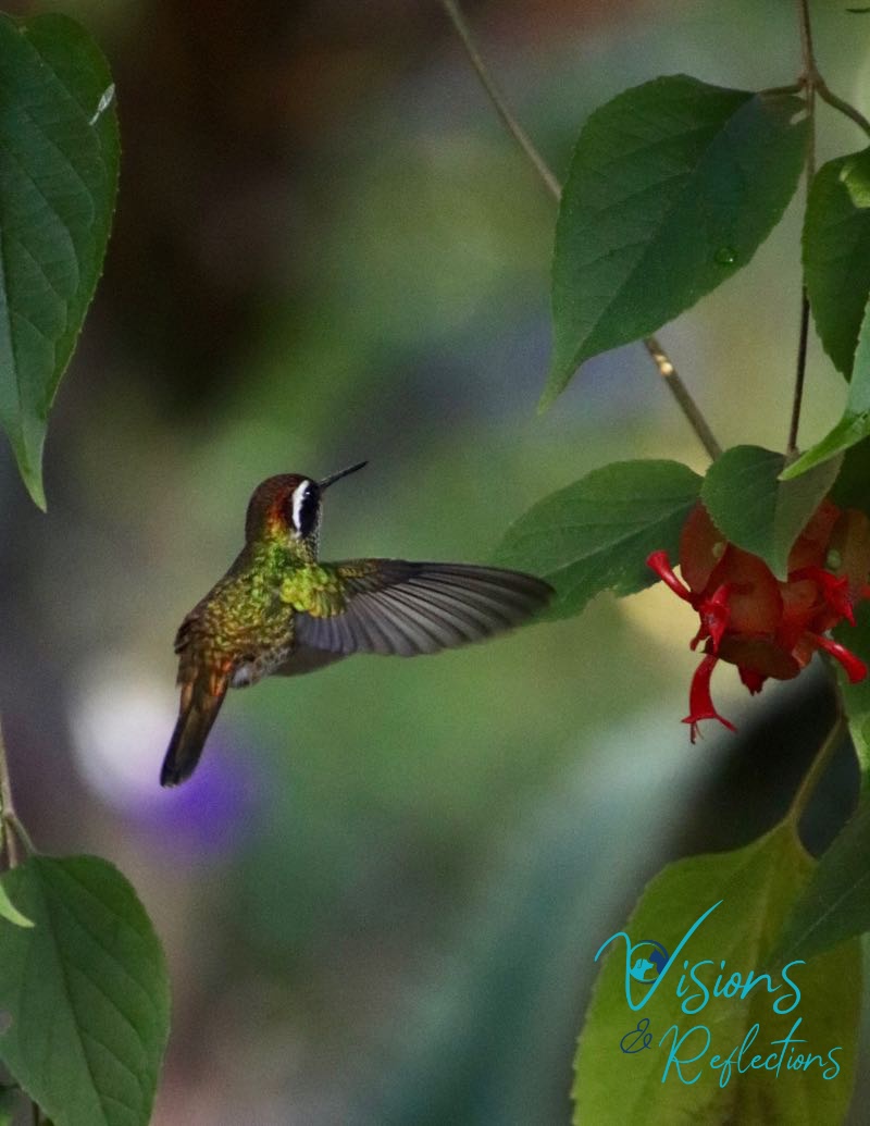 Iridescence in Flight