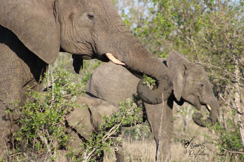 Mimicking Elephants