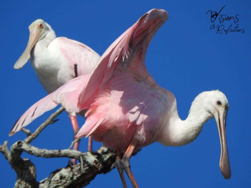 Sun Bathing Spoonbills