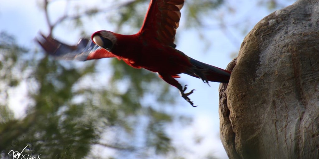 Jungle Trekking with Guatemalan Wildlife