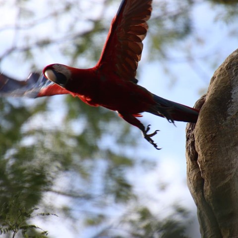 Jungle Trekking with Guatemalan Wildlife