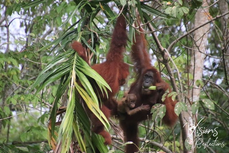 Orangutan Family