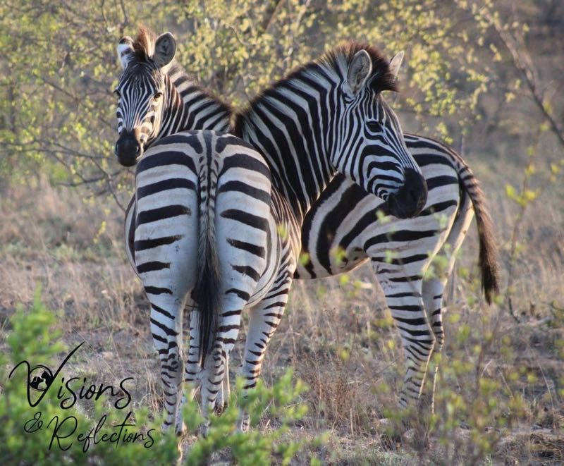 The Splendor of Zebras