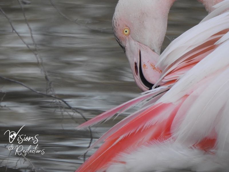 Preening