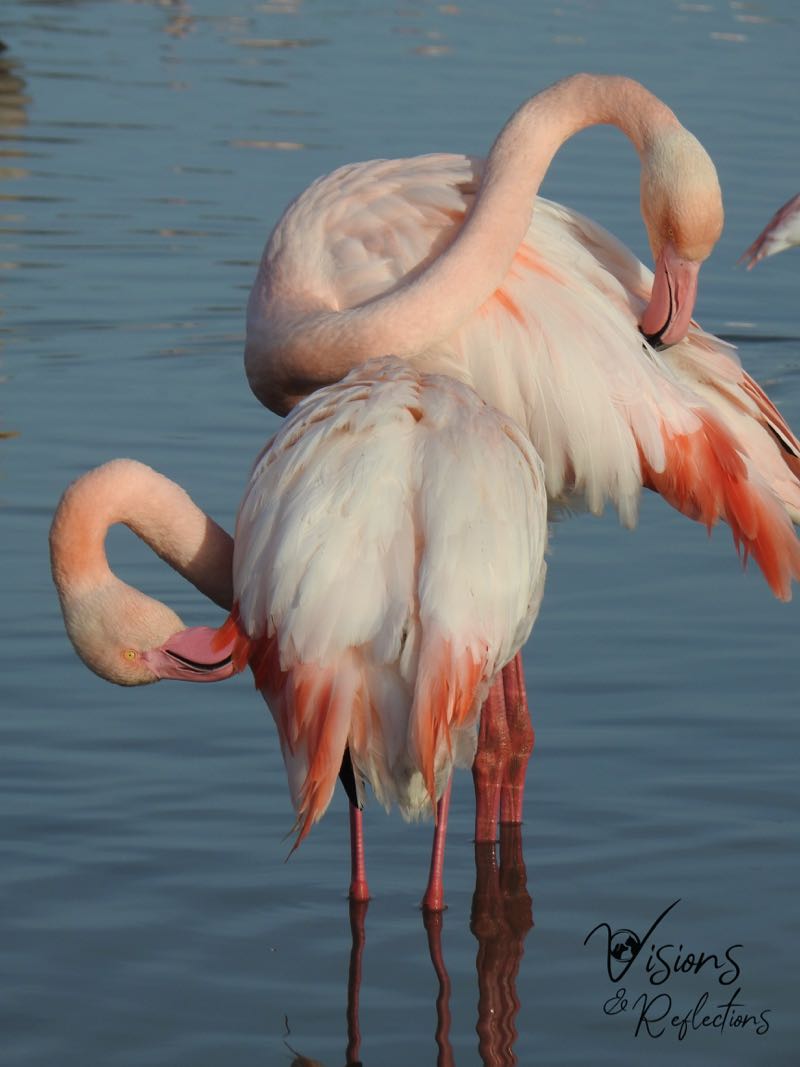 The Beauty of Flamingos