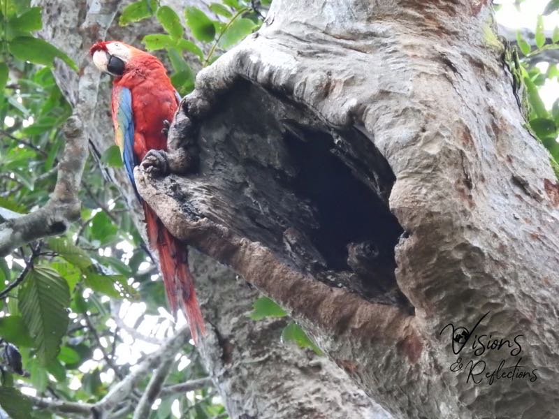 Wild Macaw by Nest